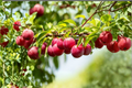 AU Rosa Plum Tree - 4-6 Ft Live Prunus salicina Hybrid, Red Sweet Plums, Full Sun