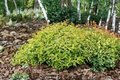 Kaleidoscope Abelia 3 Gal Live Plant – Evergreen Hedge Shrub with Colorful Foliage