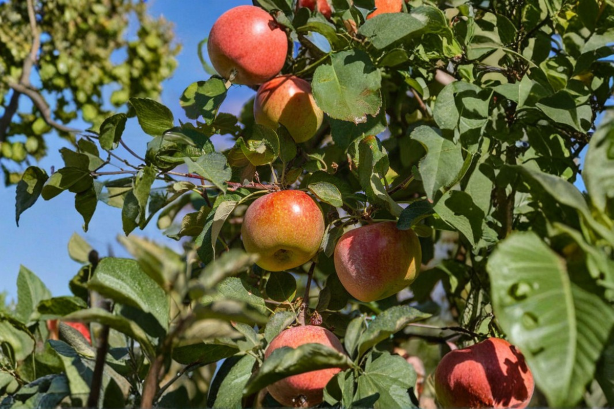 Fuji Apple Tree 4-6 ft Live Plant in 5 Gal Pot – Malus domestica
