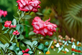 Impatient Floribunda Rose Bush 3 Gal Live Plant – Orange Red Blooms