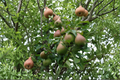 Magness Pear Tree 4–6 Ft Live Plant – Pyrus communis