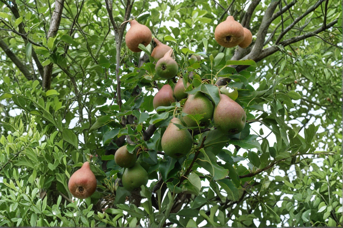 Magness Pear Tree 4–6 Ft Live Plant – Pyrus communis