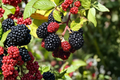 Brazos Blackberry Plant 1 Gallon Live – Thorny Fruit Shrub for Backyard Garden
