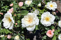 White Lightnin Grandiflora Rose Bush - 2 Gal Live Plant, White Blooming Flowering Shrub