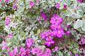 Texas Sage Leucophyllum frutescens 3 Gal Live Plant - Purple Blooms, Silvery Foliage