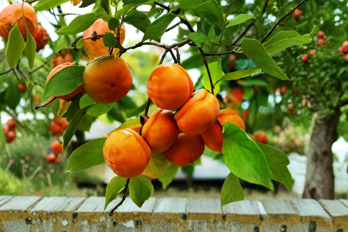 Tamopan Persimmon Tree 4–6 Ft Live Plant – Diospyros kaki, Fruit Producing Deciduous Tree