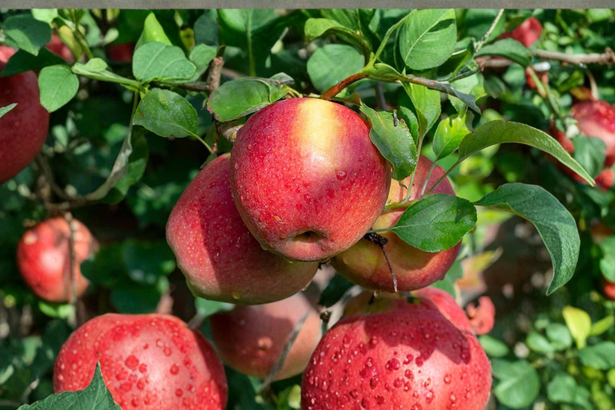Braeburn Apple Tree - 4-6 Ft Live Plant, Malus domestica