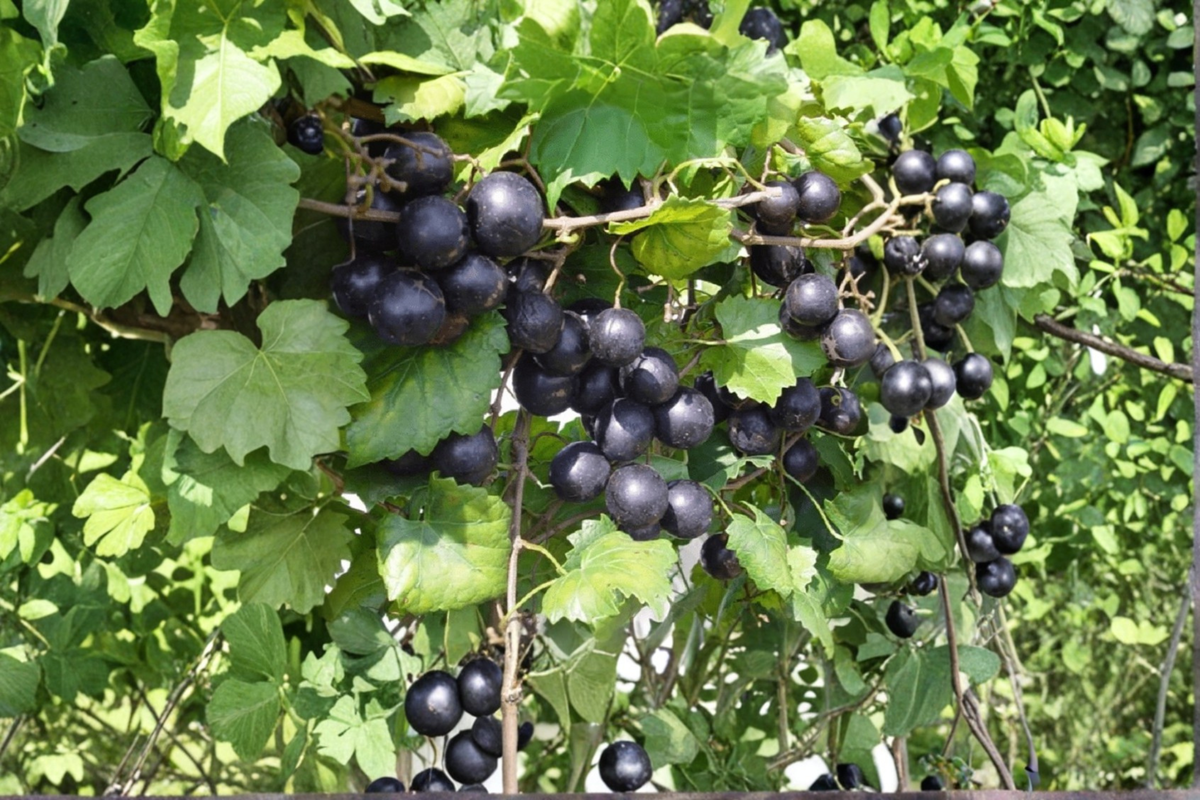 Black Lane Muscadine Grape Vine - 2 Gal Live Plant, Vitis rotundifolia