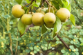 Shinsui Asian Pear Tree 4-6 ft Live Plant – Pyrus pyrifolia, Fruit Tree, Full Sun
