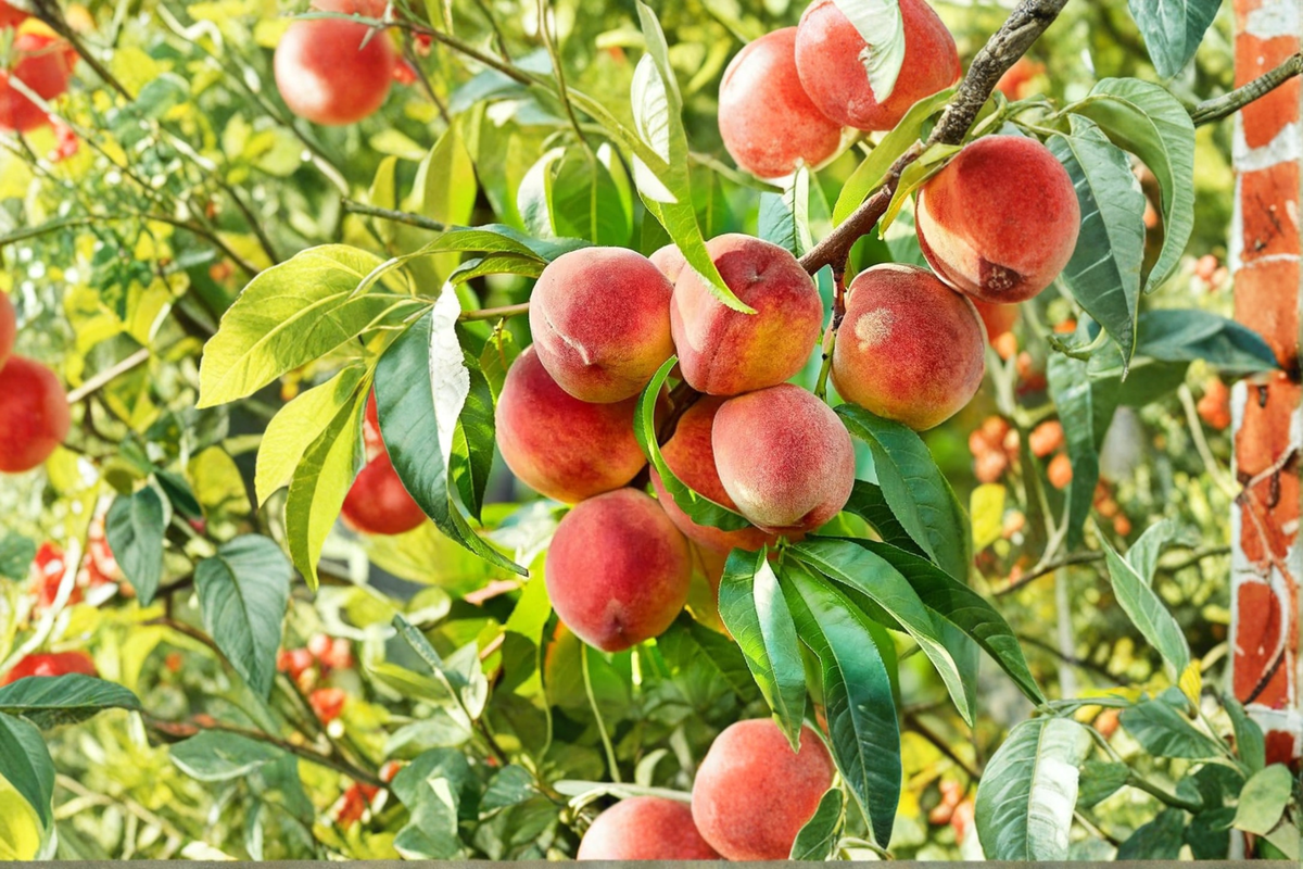 Denman Peach Tree – 4-6 Ft Live Plant, Self-Fertile Prunus persica