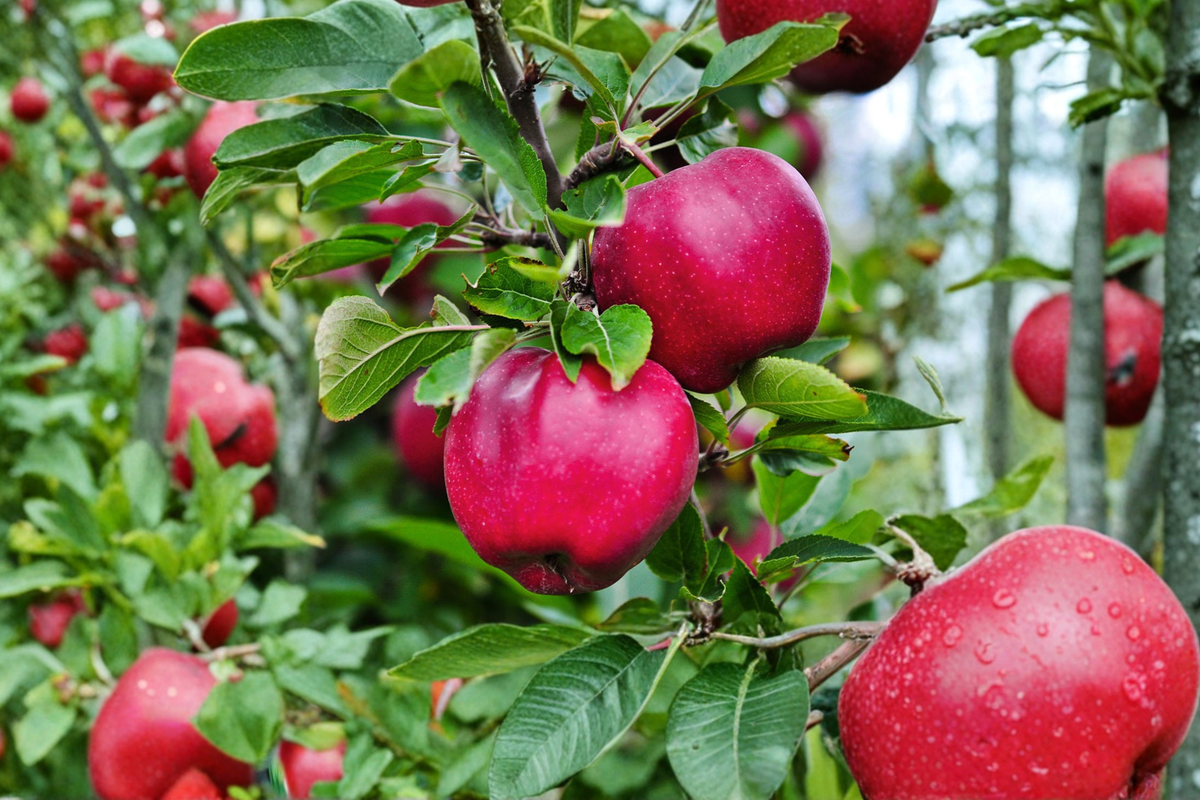 Pink Lady Apple Tree 4–6 ft Live Plant | Malus domestica, Full Sun, 12–20 ft Mature