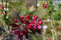 Profusion Red Flowering Crabapple Tree 4-6 ft Live Plant | Ornamental Spring Bloom Tree