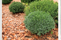 Dwarf Yaupon Holly 3 Gal Live Plant – Evergreen Shrub for Hedge Border Landscape