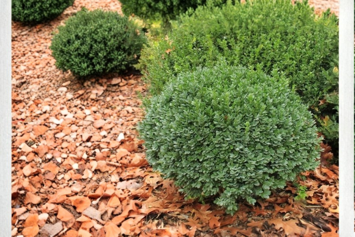 Dwarf Yaupon Holly 3 Gal Live Plant – Evergreen Shrub for Hedge Border Landscape