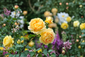 Golden Masterpiece Yellow Rose 2 Gal Live Plant - Flowering Shrub, Full Sun