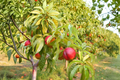 Independence Nectarine Tree 4–6 ft Live Plant | Prunus persica nucipersica | Self-Fertile