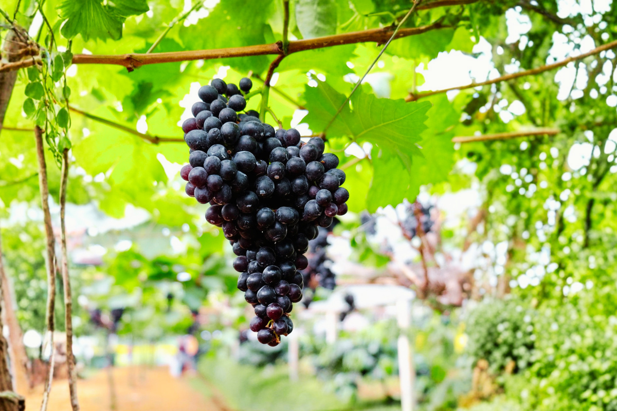 Black Monukka Seedless Grape Vine - 3 Gallon Live Plant, Vitis vinifera