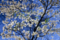 White Flowering Dogwood Tree - 4-5 ft Live Tree in 5 Gal, Cornus florida