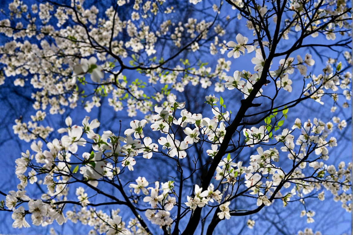 White Flowering Dogwood Tree - 4-5 ft Live Tree in 5 Gal, Cornus florida
