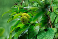Chinese Chestnut Tree 6 ft Live Plant - 5 Gal Nut Tree for Orchard & Shade