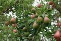 Magness Pear Tree Live Plant 4–6 ft – Sweet European Pear for Home Garden