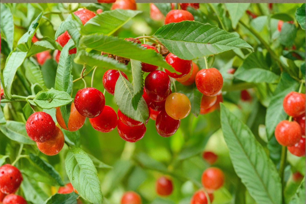 Lapins Cherry Tree - 4 ft Live Plant | Prunus avium ‘Lapins’