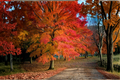 Native Red Maple Tree Acer rubrum 4–6 ft Live Tree for Shade, Fall Foliage