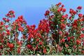 Dynamite Crape Myrtle Lagerstroemia indica ‘Dynamite’ – 4–6 ft Live Tree, Deep Red Flowers