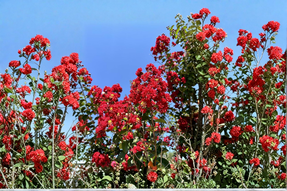 Dynamite Crape Myrtle Lagerstroemia indica ‘Dynamite’ – 4–6 ft Live Tree, Deep Red Flowers