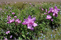 Purple Althea Rose of Sharon Live Plant 1 Gallon – Hibiscus syriacus Double Purple Bloom