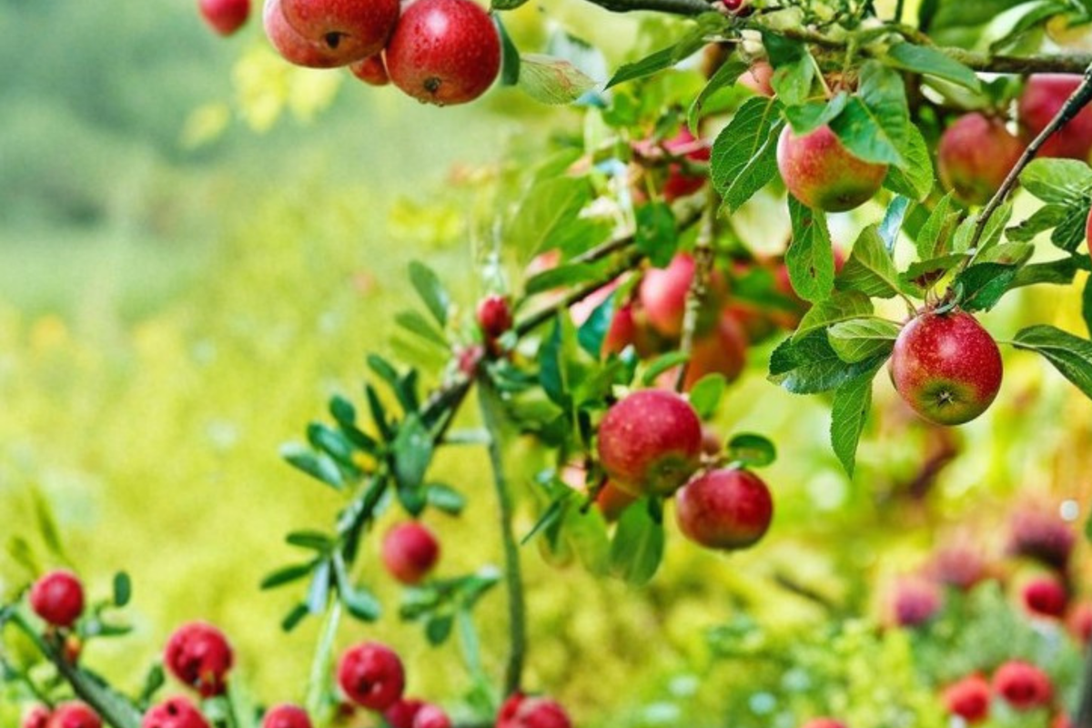 Gala Apple Tree 4–5 ft Live 5-Gallon - Malus domestica ‘Gala’