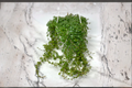 Pilea Depressa Baby Tears Live Plant - Trailing Starter Plant