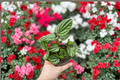Peperomia Ecuador Live Starter Plant | Rooted Cutting Tropical Houseplant