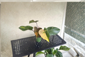 Philodendron Orange Princess - Variegated Live Plant | Rooted Cutting