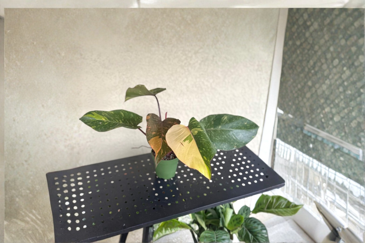 Philodendron Orange Princess Live Plant - Rooted Cutting, Rare Variegated Tropical Houseplant