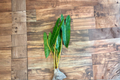 Philodendron Billietiae Live Plant - Rooted Cutting, Rare Aroid