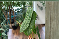 Philodendron Billietiae Live Plant | Rooted, 3–4 inch Pot