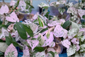 Epipremnum Pinnatum Marble Live Plant Starter Cutting – Variegated Houseplant