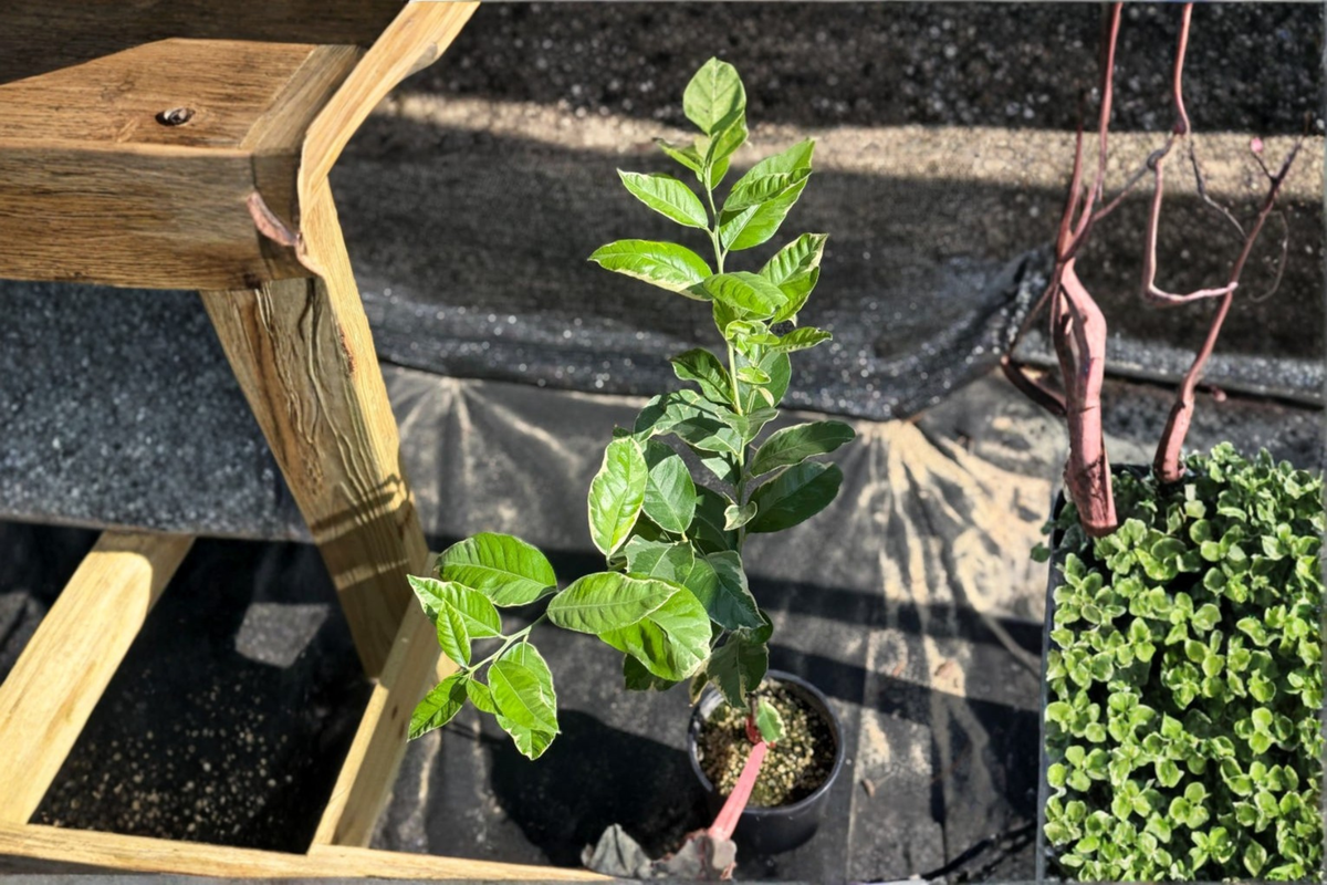 Variegated Pink Lemon Tree - Starter Cutting / Rooted Plant