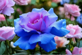 Blue and Purple Rose Seeds - 30 Seed Ornamental Flower Bush