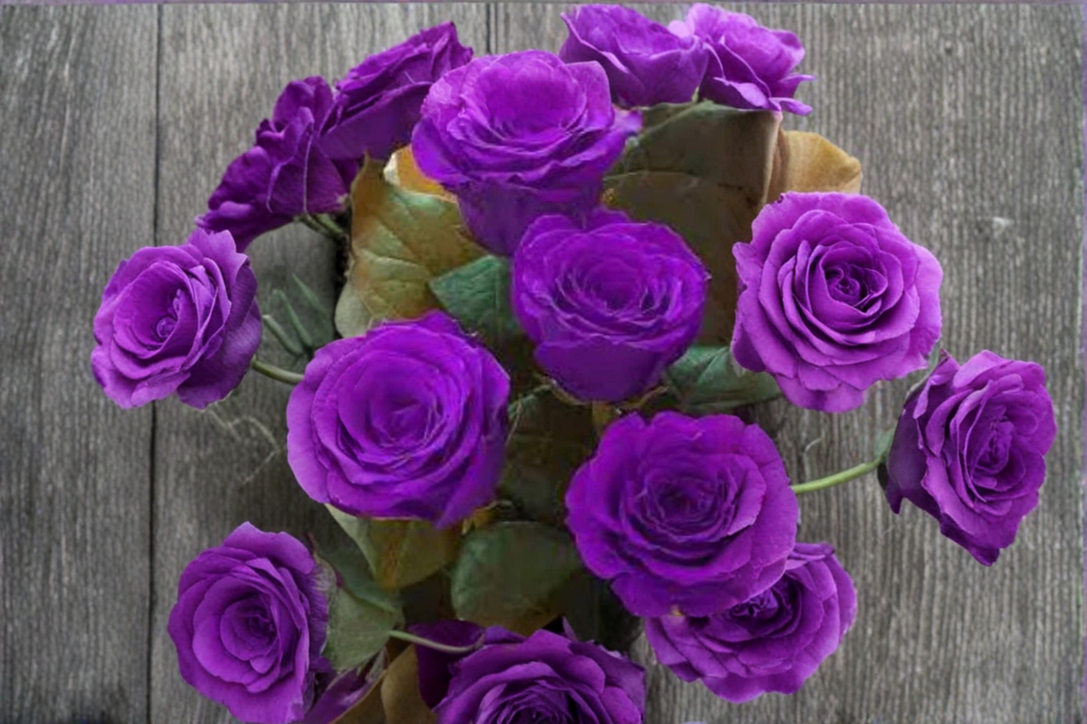 Dark Purple English Rose Seeds - 20 Seeds for Outdoor Garden, Ornamental Landscaping