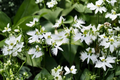 White Dove Egret Flower Seeds - 30 Seeds, Habenaria radiata, Orchid