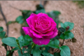 English Lady Pink Rose Seeds - 20 Seeds Ornamental Flowering Shrub for Outdoor Planting