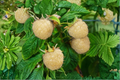 White Blackberry Seeds - 30 Seeds for Backyard Edible Garden