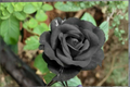 English Dark Purple Rose Seeds - 20 Seeds | Ornamental Flower Bush