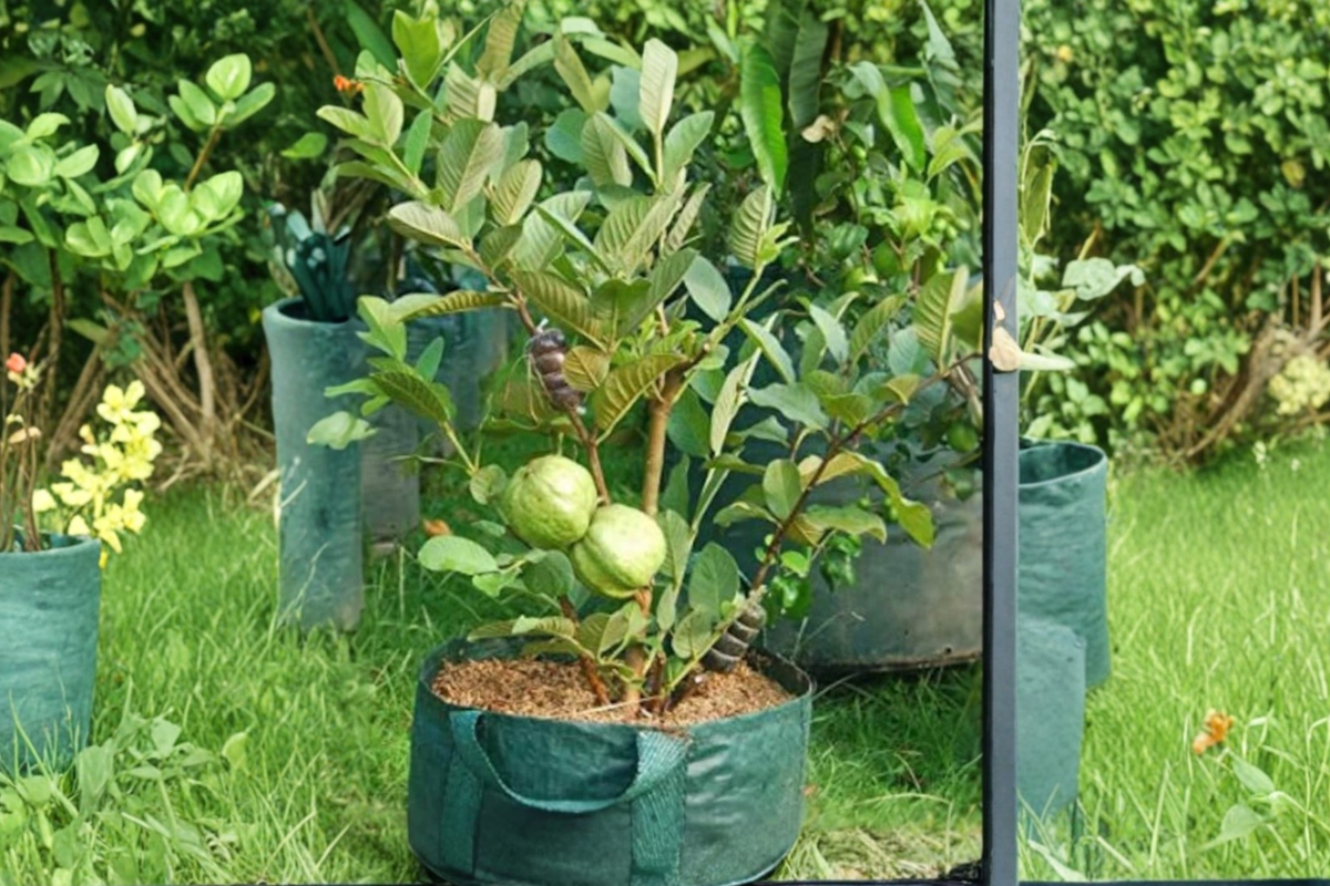 Dwarf Guava Tree Seeds - 20 Seeds Psidium guajava | Indoor/Outdoor, USA Seller