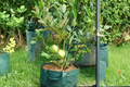 Dwarf Guava Seeds - Psidium guajava | 40 Seeds for Indoor Pots or Outdoor Gardens