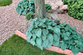 Humpback Whale Hosta (3 Inch Pot) – Large Blue-Green Foliage, Shade Perennial Starter Plant