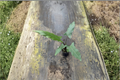 Alocasia Lauterbachiana Live Plant - Rooted 4 Inch Pot | Rare Elephant Ear Tropical Houseplant
