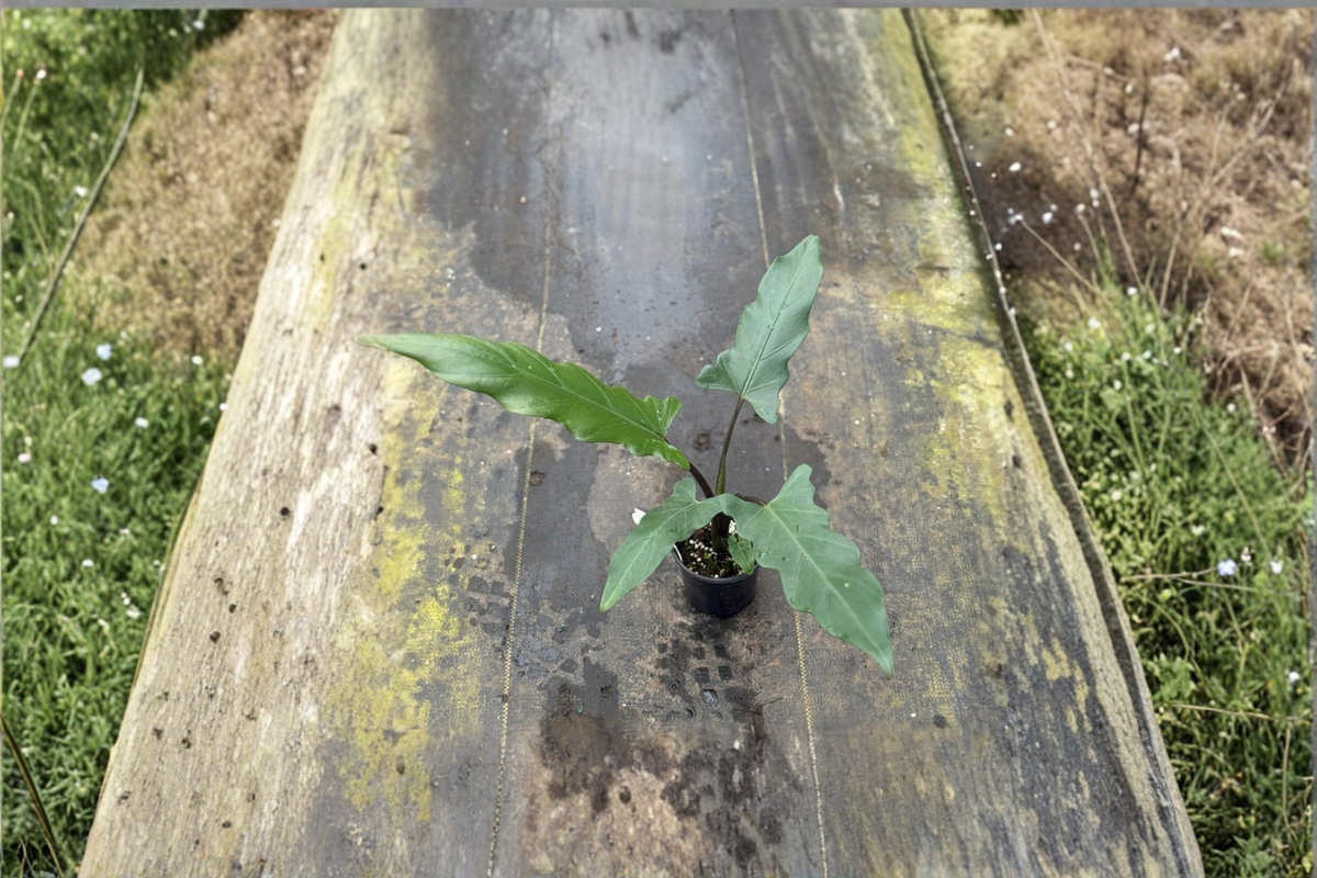 Alocasia Lauterbachiana Live Plant - Rooted 4 Inch Pot | Rare Elephant Ear Tropical Houseplant